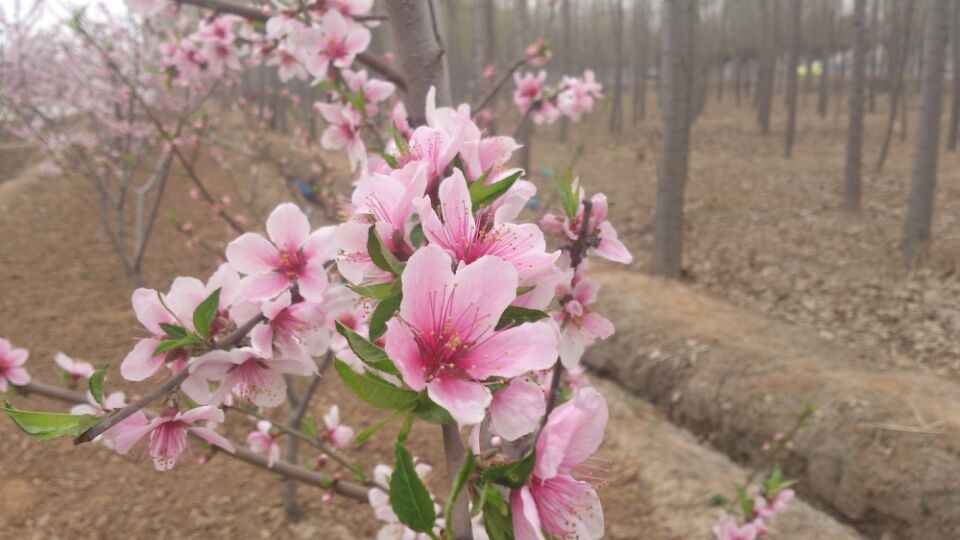 员工集体踏青赏桃花